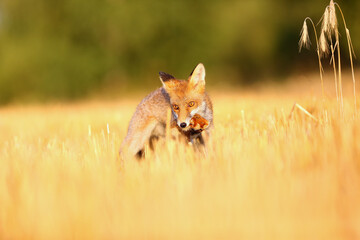 Red fox (Vulpes vulpes) on freshly mown stubble with caught rodent. Red fox with prey in teeth. Fox with hunted hamster.