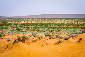Panorama of the semi-desert with withered grass