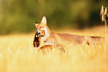 Red fox (Vulpes vulpes) on freshly mown stubble with caught rodent. Red fox with prey in teeth. Fox with hunted hamster.