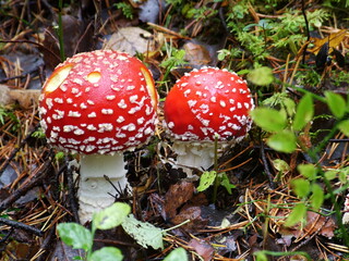 red fly agaric in the forest