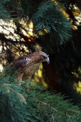 The red-tailed hawk (Buteo jamaicensis) sitting on a redwood with a colored background. Portrait of...