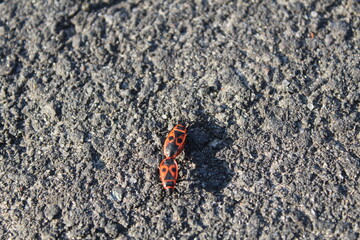 Two red firemen beetles on grey dark asphalt road