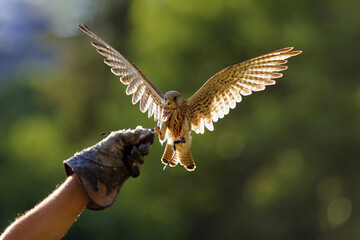 The common kestrel (Falco tinnunculus) or European or Eurasian kestrel flying in backlight. Female kestrel with a falconer. Falconer's hand ready for the landing of a bird of prey.