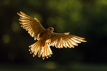 Common kestrel (Falco tinnunculus) or European kestrel flying in backlight. Female kestrel with...