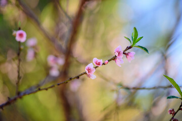 Pink cherry blossom on the blue sky background.