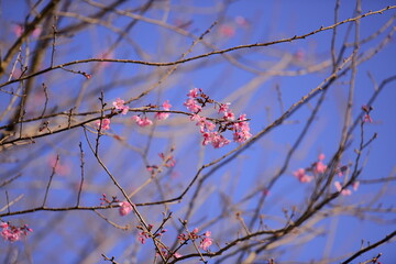 Pink cherry blossom on the blue sky background.