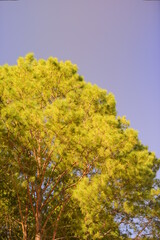 Morning sunrise through the pinewood treetops in thailand forest.