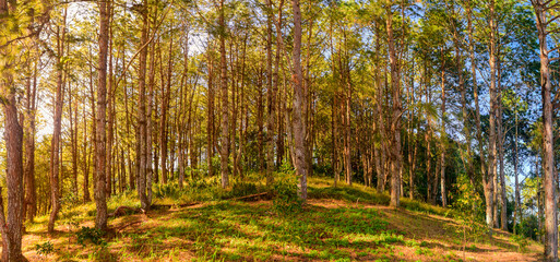 Morning sunrise through the pinewood treetops in thailand forest.