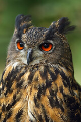 The portrait of a Eurasian eagle-owl (Bubo bubo) with a green and brown background.Portrait of a large European owl with orange eyes and ears with a green background.
