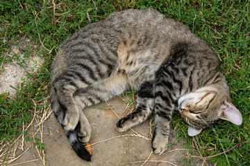 Cute grey tabby cat with closed eyes curl up napping outdoors with furry belly up. Young cat with long white whiskers and cute striped paws. Top view pet sleep laying among grass