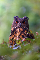 The portrait of a Eurasian eagle-owl (Bubo bubo) with a green and brown background.Portrait of a large European owl with orange eyes and ears with a green background.