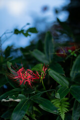 彼岸花