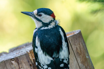 A portrait of a head of a great spotted woodpecker. Green bokeh
