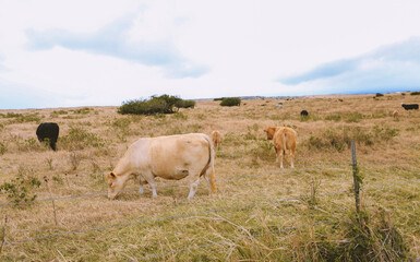 Obraz premium Cows and horses in the pastur, South point, Big island, Hawaii