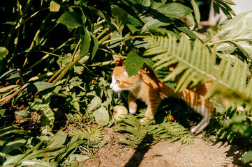 Ginger kitten in the garden
