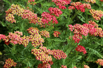 Obraz premium Blooming pink yarrow (Achillea millefolium) - herbaceous, blooming, perennial plant with aromatic leaves, small flowers. Summer in the garden.