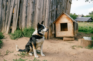 Dog booth in the countryside