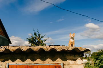 Ginger kitten on the roof