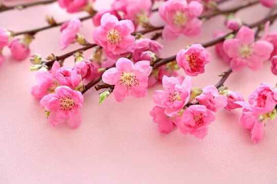 桃の花 の画像 118 122 件の Stock 写真 ベクターおよびビデオ Adobe Stock