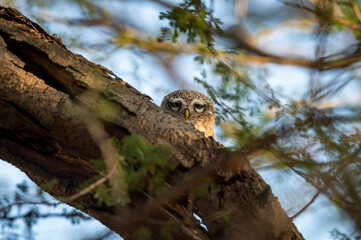 spotted owl or owlet or Athene brama with eye contact at forest of central india