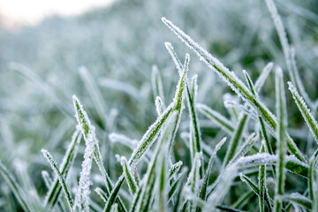 Close up of grass plants in the morning frost