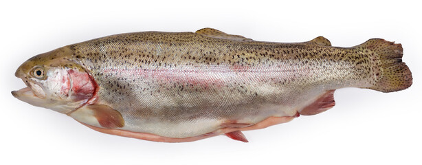 Fresh disemboweled uncooked rainbow trout on white background, side view