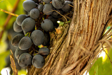 ripe grape brush and vine on the trunk close-up