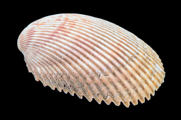 Seashell isolated on a black background. Macro photography.  Beautiful seashell close-up.