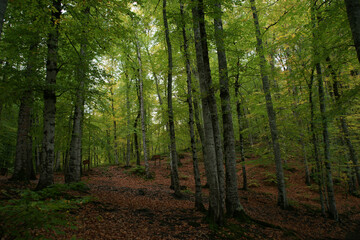 Obraz premium The unique view of the vast forests. Enchanting trees with tall views adorned with green.