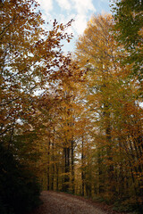 Fototapeta premium A tree, with its bright, dark, yellow and autumn leaves, fills the environment with its beautiful presence in the world.