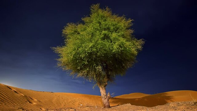 dubai abu dhabi sharjah ghaf tree