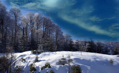A photo with the theme of winter landscape with nature and trees inside.