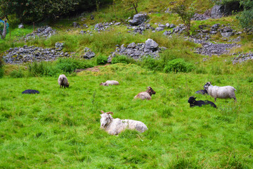 Fototapeta premium Sheep resting on the grass. Flam, Norway