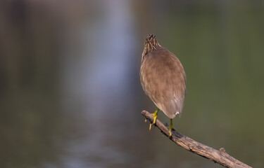 Pond Heron (Ardeola) perched on tree branch near water body.