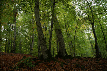 Impressive photos of the peaceful and relaxing forest with trees reflecting the most beautiful shade of green.