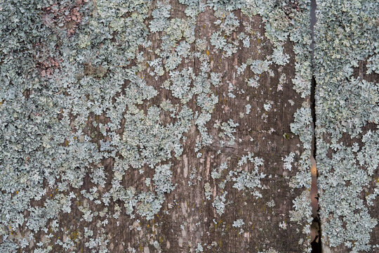 Gray lichen on wet planks of wooden bridge, background