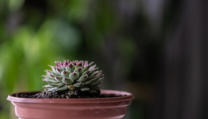 cactus in a pot