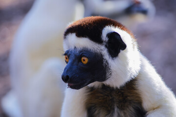 lemur