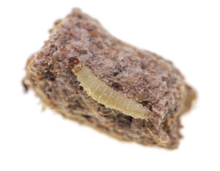 caterpillar eating cereal bran on white background