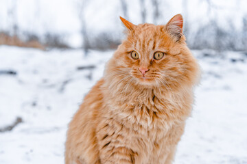 Beautiful fluffy red cat walks outside with winter landscape