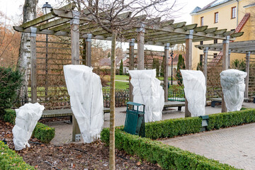 Plants and trees in a park or garden covered with blanket, swath of burlap, frost protection bags or roll of fabric to protect them from frost, freeze and cold temperature in winter