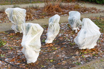 Plants and trees in a park or garden covered with blanket, swath of burlap, frost protection bags...
