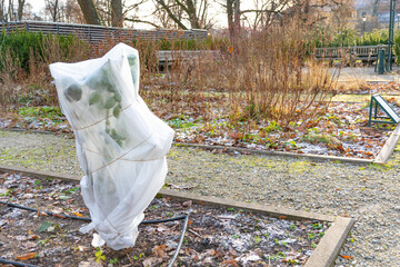 Plants and trees in a park or garden covered with blanket, swath of burlap, frost protection bags...