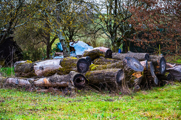 The cut old and weathered wood covered in lichen and moss on the grassy field in the countryside