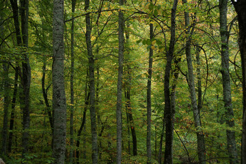 Fototapeta na wymiar Impressive photos of the peaceful and relaxing forest with trees reflecting the most beautiful shade of green.