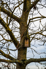 A vertical shot of a wooden bird nest on the tree covered in lichen and moss in the countryside