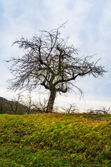 Fototapeta na wymiar A vertical shot of dry trees with fruits on the grassy field under the cloudy sky