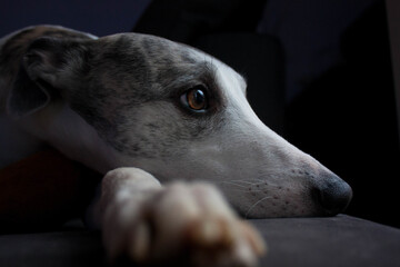 A portrait of a cute whippet lying on a couch