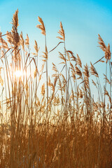 Fluffy reeds swaying in the wind on a Sunny winter day. Beautiful natural background