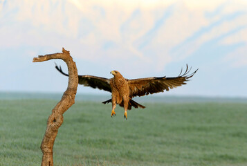 Spanish Imperial Eagle two-year-old arriving at her favorite vantage point at the first light of a cold winter's day